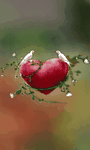 pic for love bird